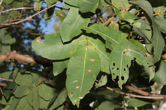 Angophora subvelutina