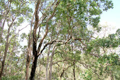 Angophora subvelutina