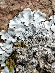 Parmelina pastillifera