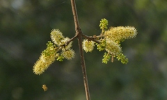 Combretum albidum