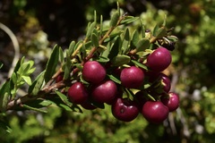 Gaultheria poeppigii