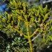 Phoradendron bolleanum densum - Photo (c) Jim Andre, some rights reserved (CC BY-NC), uploaded by Jim Andre