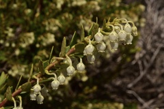 Gaultheria poeppigii