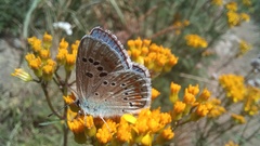 Polyommatus dorylas