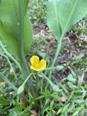 Limnocharis