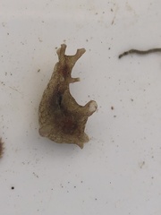 Aplysia sydneyensis