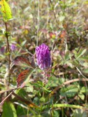 Polygala sanguinea