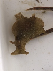 Aplysia sydneyensis