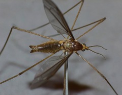 Leptotarsus mesocerus