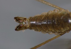 Leptotarsus mesocerus