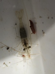 Palaemon serenus