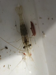 Palaemon serenus
