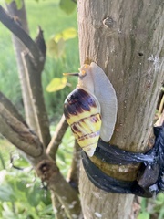 Amphidromus perversus