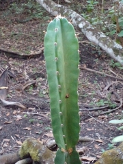 Cereus