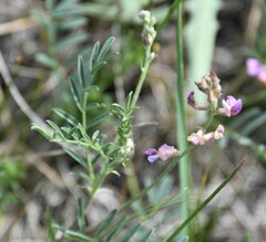 Astragalus flexuosus