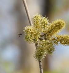 Combretum albidum