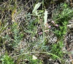 Astragalus flexuosus