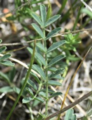 Astragalus flexuosus
