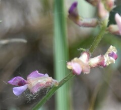 Astragalus flexuosus