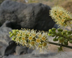 Combretum albidum