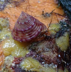 Calliostoma zizyphinum