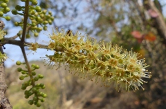 Combretum albidum