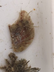 Electroma papilionacea