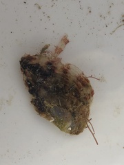 Electroma papilionacea