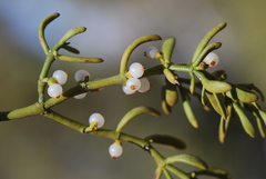 Phoradendron bolleanum densum