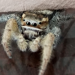 Phidippus cruentus