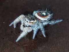 Phidippus cruentus