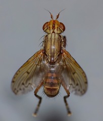 Neolimnia sigma