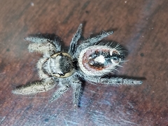 Phidippus cruentus