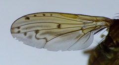 Neolimnia sigma