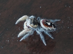 Phidippus cruentus