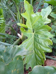 Thaumatophyllum undulatum