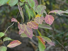 Combretum albidum