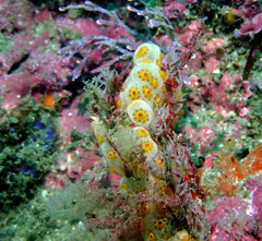 Botrylloides perspicuus