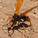 Priocnemis tuberculatus - Photo (c) Ellura Sanctuary, some rights reserved (CC BY-NC), uploaded by Ellura Sanctuary