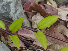 Combretum albidum