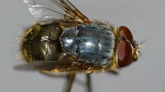 Calliphora stygia
