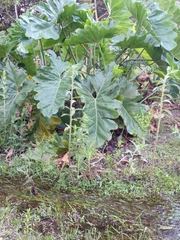 Thaumatophyllum undulatum