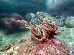 Capnella gaboensis