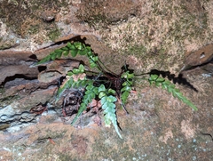 Asplenium pinnatifidum