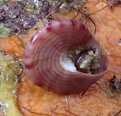 Calliostoma zizyphinum
