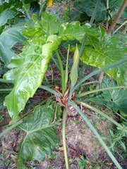 Thaumatophyllum undulatum