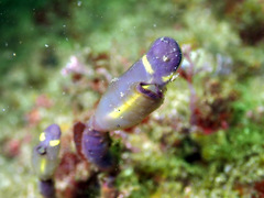 Clavelina meridionalis
