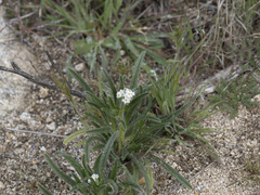Cryptantha intermedia