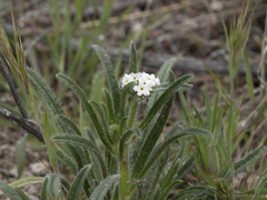Cryptantha intermedia