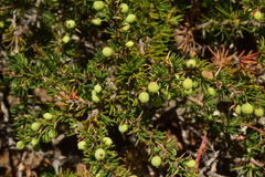 Berberis empetrifolia